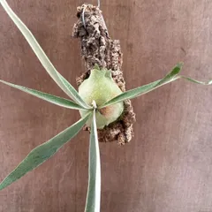 ★コウモリラン ベイチー ⑧ コルク付け 現品  Platycerium veitchii ビカクシダ 麋角羊歯 ビーチー ビッチー ヴィーチー 観葉植物 観葉 植物 珍奇植物 珍奇 珍しい ハンギング 吊り下げ 吊るす インテリア プレゼント おしゃれ