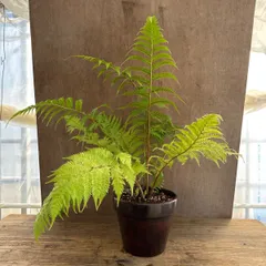 ★リメイク鉢★ ヘゴ クーペリー 陶器鉢付き 現品 Sphaeropteris cooperi ヘゴ科 ヘゴ属 観葉植物 観葉 植物 珍奇植物 珍奇 珍しい ハンギング 吊るす 吊り下げ インテリア プレゼント おうち時間 グリーン アートプランツ