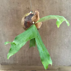 コウモリラン　アルテミス　ココポット  Platycerium artemis  現品  ビカクシダ 麋角羊歯 プラティケリウム アルシコルネ アルキコルネ ウァッセイ クアドリディコトマム 交配種 交配 ハイブリッド観葉