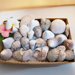 インテリア ハンドメイド アクセサリーや小物作りに 海 シェル 貝殻詰め合わせ ①