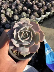 CY0220×10株 ルナ 土鉢付き 多肉植物 アエオニウム エケベリア サボテン 韓国苗