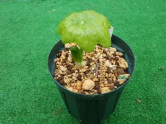 ハッカクレン（斑入り根分け品、１作開花見込み、赤花）　第４種郵便根巻き発送　＃山野草＃雪割草＃ウチョウランのサムネイル