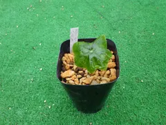 ハッカクレン（斑入り根分け品、１作開花見込み白花）　＃山野草＃雪割草＃ウチョウランのサムネイル