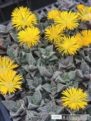 Faucaria 怒涛×怒涛種子のサムネイル