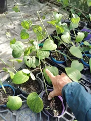 「しょごたん様専用　出品」2種苗