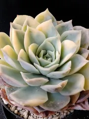 【ジョセリン錦】　エケベリア　多肉植物　韓国苗