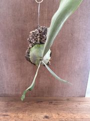 コウモリラン　ネザーランド❸ コルク付け 現品 ビカクシダ 麋角羊歯 プラティケリウム ネザランズ ネザーランツ Platycerium netherland  観葉植物 観葉 植物 珍奇植物 珍奇 珍しい レア 希少 ハンギング 吊り下げ 吊るす インテリア