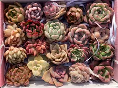 2026年最新】多肉植物 韓国苗 セットの人気アイテム - メルカリ 2026年最新】多肉植物 韓国苗 セットの人気アイテム - メルカリ