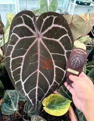 2026年最新】anthurium michelleの人気アイテム - メルカリ