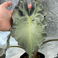 Anthurium 'Galaxy' x 'Goliath' アンスリウム - メルカリ