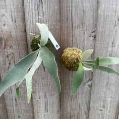 【サンプル】コウモリラン　ベイチー　苔玉　 Platycerium veitchii ビカクシダ 麋角羊歯 ビーチー ビッチー ヴィーチー 観葉植物 観葉 植物 珍奇植物 珍奇 珍しい ハンギング 吊り下げ 吊るす インテリア プレゼント おしゃれ