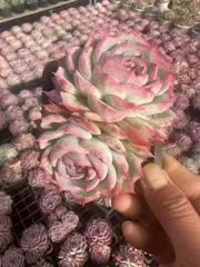 多肉植物　Z1462　ソクエイ　24株　抜き苗　エケベリア　セダム　アエオニウム　韓国苗　寄せ植え　詰め合わせ