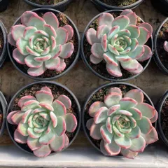 多肉植物　Z1507　グリンピンク　8株　抜き苗　エケベリア　セダム　アエオニウム　韓国苗　寄せ植え　詰め合わせ