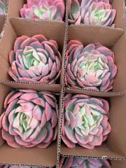 多肉植物　Z1545　キラ　18株　抜き苗　エケベリア　セダム　アエオニウム　韓国苗　寄せ植え　詰め合わせ