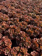 多肉植物　Z1547　チョコレート　12株　抜き苗　エケベリア　セダム　アエオニウム　韓国苗　寄せ植え　詰め合わせ