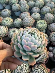 多肉植物　Z1606　ユキタマ　24株　抜き苗　エケベリア　セダム　アエオニウム　韓国苗　寄せ植え　詰め合わせ