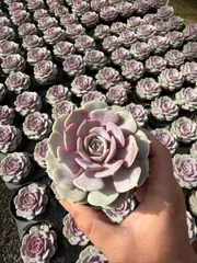 多肉植物　Z1647　ピンクチョウ　24株　抜き苗　エケベリア　セダム　アエオニウム　韓国苗　寄せ植え　詰め合わせ