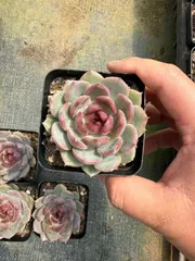 多肉植物　Z1668　ブルーヒメ　50株　抜き苗　エケベリア　セダム　アエオニウム　韓国苗　寄せ植え　詰め合わせ