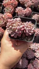 多肉植物　Z1845　ピンクジェニーツイカ　32株　抜き苗　エケベリア　セダム　アエオニウム　韓国苗　寄せ植え　詰め合わせ