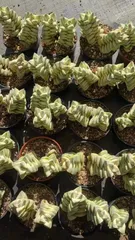 多肉植物　Z1789　キノカワニシキ　50株　抜き苗　エケベリア　セダム　アエオニウム　韓国苗　寄せ植え　詰め合わせ