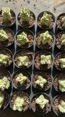 多肉植物　Z1788　キノカワニシキ　50株　抜き苗　エケベリア　セダム　アエオニウム　韓国苗　寄せ植え　詰め合わせ