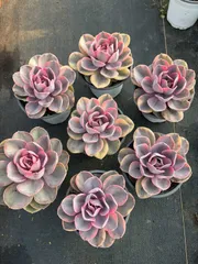 多肉植物　Z1849　レインボーニシキ　30株　抜き苗　エケベリア　セダム　アエオニウム　韓国苗　寄せ植え　詰め合わせ