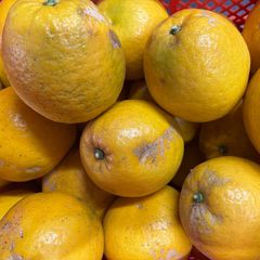熊本県産 河内晩柑 大玉 訳有り 10Kg コメント用 - メルカリ