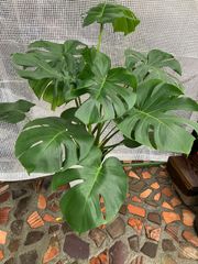 モンステラ ボルシギアナ 登り根上りタワー 観葉植物 1.9m程 引取限定