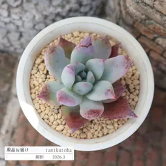 エケベリア 苺ミルクシャーベット 永遠ラベル付き 現品 TK10-98 写真の子 多肉永遠オリジナル苗 多肉植物 観葉植物 多肉植物通販 エケベリア販売 多肉永遠苗 インテリア 寄せ植え 多年草