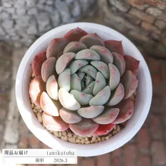 エケベリア 小梅大福 永遠ラベル付き 現品 TK10-70 写真の子 多肉永遠オリジナル苗 紅葉 多肉植物 観葉植物 多肉植物通販 エケベリア販売 多肉永遠苗 インテリア 寄せ植え 多年草