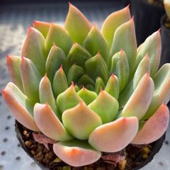 多肉植物 アガボイデス ウォーターリリー錦 - メルカリ