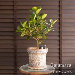 観葉植物　パンダガジュマル　陶器鉢植え　多幸の木 観葉植物の販売・ギフトならフラワーコーポレーション / 観葉植物