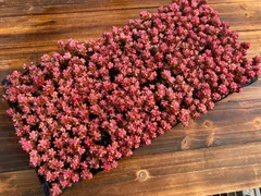 X14　レッドベリー錦（薬剤斑入り）　72苗セット　土と根付き　多肉植物　エケベリア　韓国苗　サボテン　詰め合わせ　寄せ植え