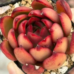 多肉植物 ルブラ 抜き苗 渥美園芸のサムネイル