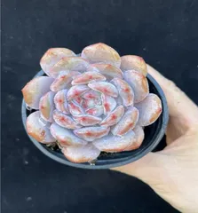 CY0402×10株 パープルスキンモンロー 土鉢付き 多肉植物 アエオニウム エケベリア サボテン 韓国苗