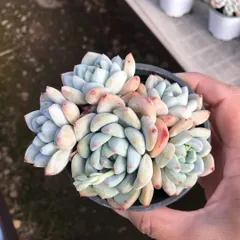 CY0530×10株 ワンシュー 土鉢付き 多肉植物 アエオニウム エケベリア サボテン 韓国苗