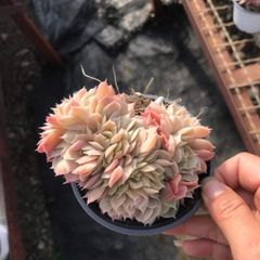 XY342×16苗 シラクニシキ 土付き 多肉植物 アエオニウム エケベリア