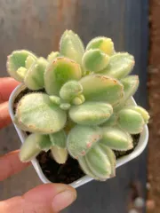 CY0469×10株 シロクマ 土鉢付き 多肉植物 アエオニウム エケベリア サボテン 韓国苗