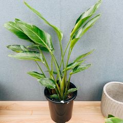 ストレリチア オーガスタ 3株入り 新品受け皿付 極楽鳥花 80cm以上