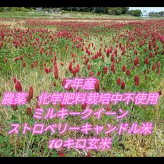 令和7年産　農薬　化学肥料栽培中不使用のミルキークイーン　ストロベリーキャンドル米　10キロ玄米のサムネイル
