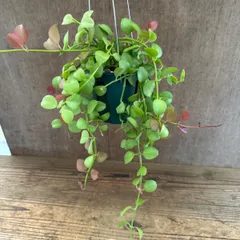 ディスキディア アップル 現品 Dischidia Apple ディスキディア属 観葉植物 観葉 植物 つる性 ハンギング インテリア プレゼント かわいい おしゃれ グリーン 誕生日