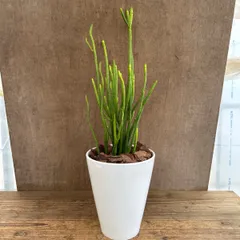 ユーフォルビア　オンコクラータ　大　 白陶器鉢 Euphorbia leucodendron  現品 ユーフォルビア オンコクラータ 観葉植物 観葉 植物 珍奇植物 珍奇 珍しい レア 希少 多肉植物 多肉 インテリア プレゼント