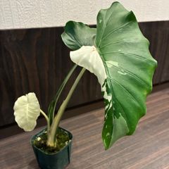 希少/斑入り】アロカシア アズラニー ピンクアルボ 芋1つ - メルカリ