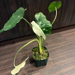 Alocasia 'Holy Grail'｜アロカシア・ホーリーグレイル - メルカリ