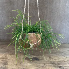 リプサリス カスッサ ① 現品 Rhipsalis cassutha ココヤシポット ココポット カスタ バッキフェラ 糸葦 イトアシ 森林サボテン ジャングルサボテン 観葉植物 観葉 植物 珍奇植物 珍奇 珍しい 多肉植物 多肉 カクタス サボテン グリーン