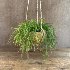 リプサリス カスッサ ② 現品 Rhipsalis cassutha ココヤシポット ココポット カスタ バッキフェラ 糸葦 イトアシ 森林サボテン ジャングルサボテン 観葉植物 観葉 植物 珍奇植物 珍奇 珍しい 多肉植物 多肉 カクタス サボテン グリーン