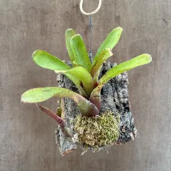 ネオレゲリア　ハイブリッド6　現品　 Neoregelia hybrid 交配種  観葉植物 観葉 植物 珍奇植物 珍奇 珍しい レア 希少 タンクブロメリア ブロメリア アナナス ハンギング 吊るす  インテリア おしゃれ