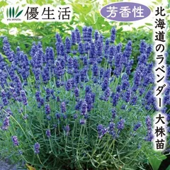 北海道のラベンダー 大株苗１ポット