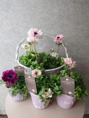 アネモネ♡アンアリス　Anne Alice Anemone 2苗以降1株1,100円 No.1~No.10