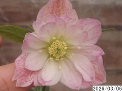 クリスマスローズ 2026年発芽苗 整形超多弁 3本 ネコポスお届け